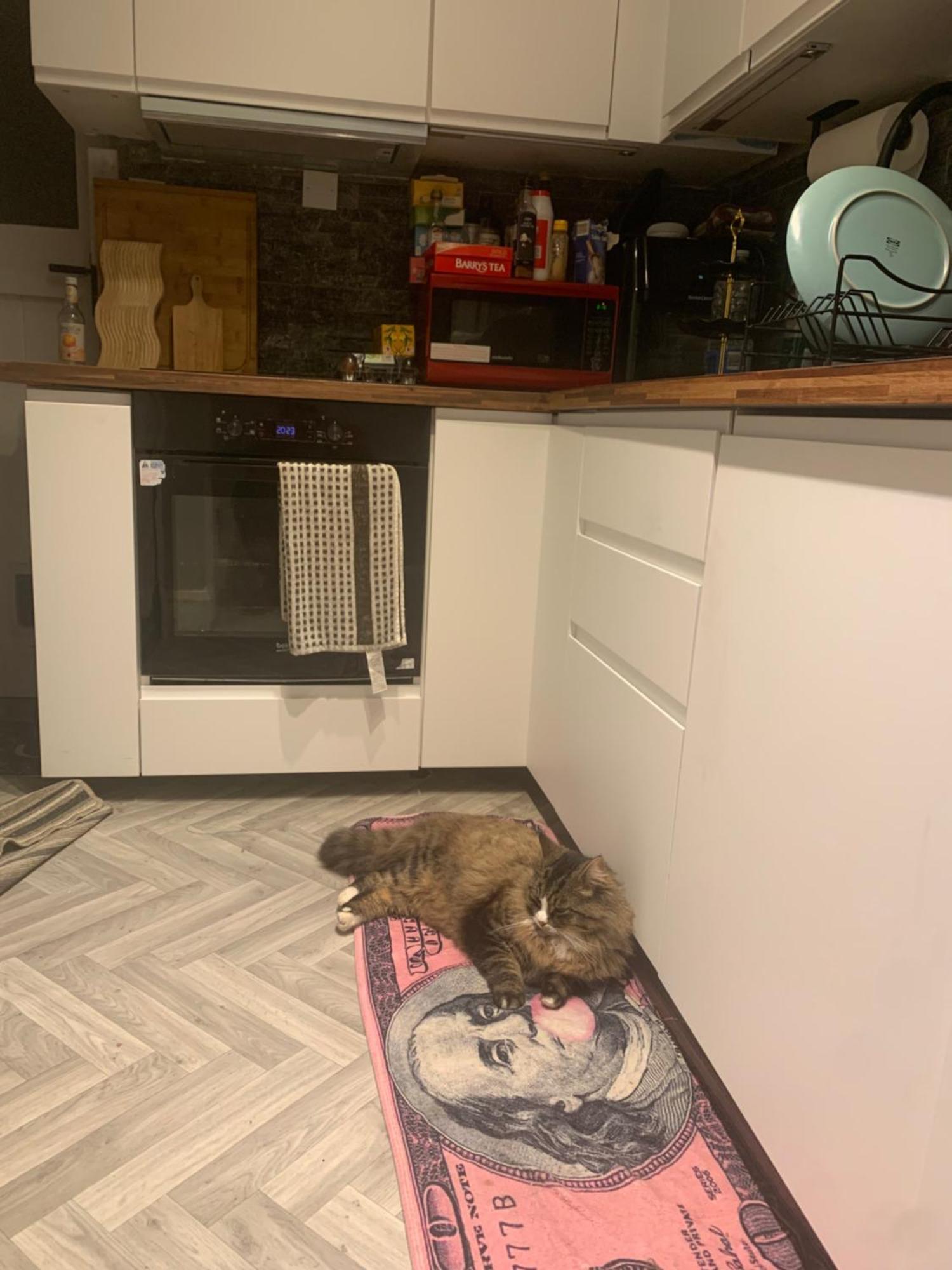 Wake Up With 2 Cats On Your Face 都柏林 外观 照片