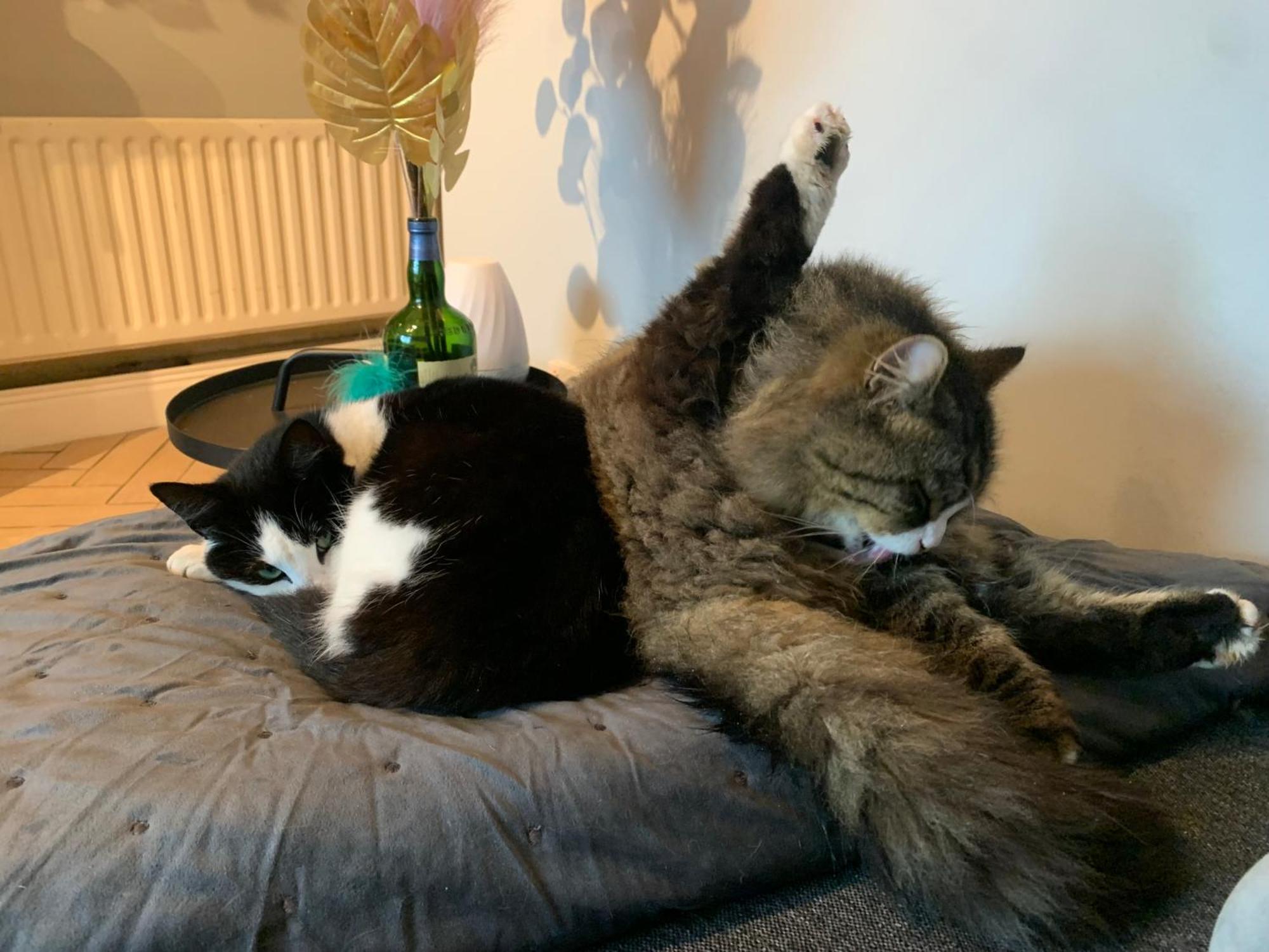 Wake Up With 2 Cats On Your Face 都柏林 外观 照片